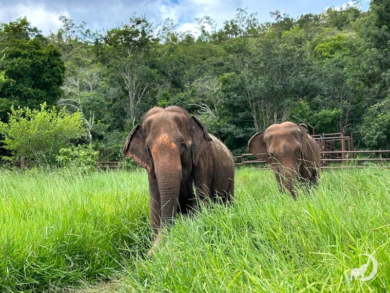 Las elefantas Rana y Mara en el santuario de Brasil