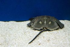 El cangrejo herradura ha sido durante años la única fuente de sangre azul para probar medicamentos nuevos. Foto: BBC Mundo