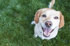 Es probable que tu perro se desoriente cuando le soplas la cara Foto: Shutterstock