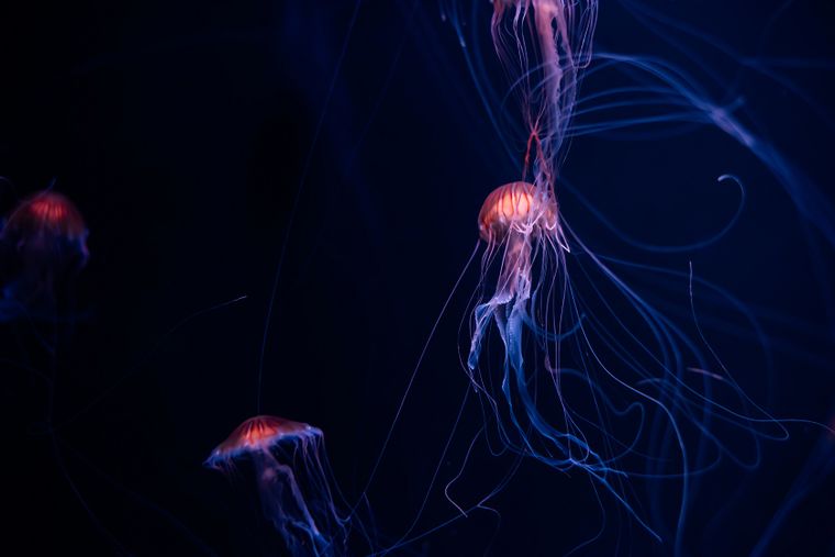 El streaming del Conicet volverá a mostrar imágenes inéditas desde las profundidades del mar Argentino. El streaming del Conicet volverá a mostrar imágenes inéditas desde las profundidades del mar Argentino.