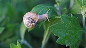 Los caracoles y babosas aparecen en esta época del año. Los caracoles y babosas aparecen en esta época del año.