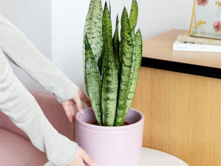 Lengua de suegra.Los expertos en jardinería la recomiendan para el baño. Foto: Shutterstock Lengua de suegra.Los expertos en jardinería la recomiendan para el baño. Foto: Shutterstock