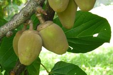 La Sacha Huasca es una planta originaria de la región amazónica. Foto: Shutterstock