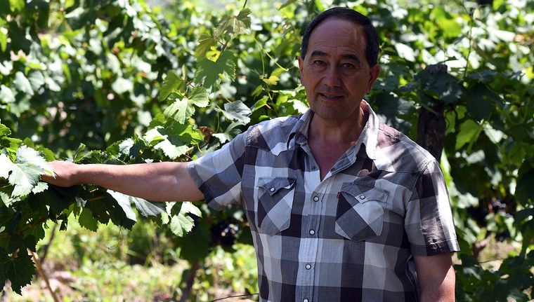 Alberto Cecchín, en pleno viñedo orgánico. La bodega es un paso obligado para un momento de turismo enológico diferente. Foto: Alf Ponce - MDZ