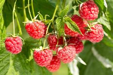 JARDÍN El rubus idaeus es un arbusto del género Rubus nativo de Europa y norte de Asia Foto: SHUTTERSTOCK