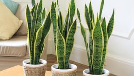 Sansevieria Sansevieria