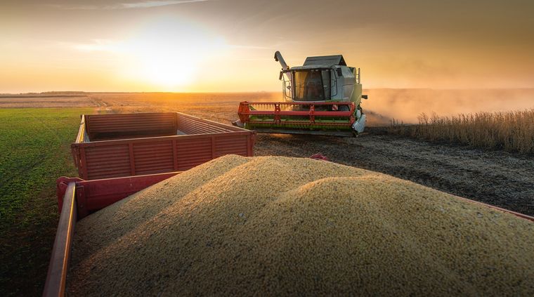 Las retenciones a las exportaciones de soja seguirán en el 31% Foto: shutterstock.com
