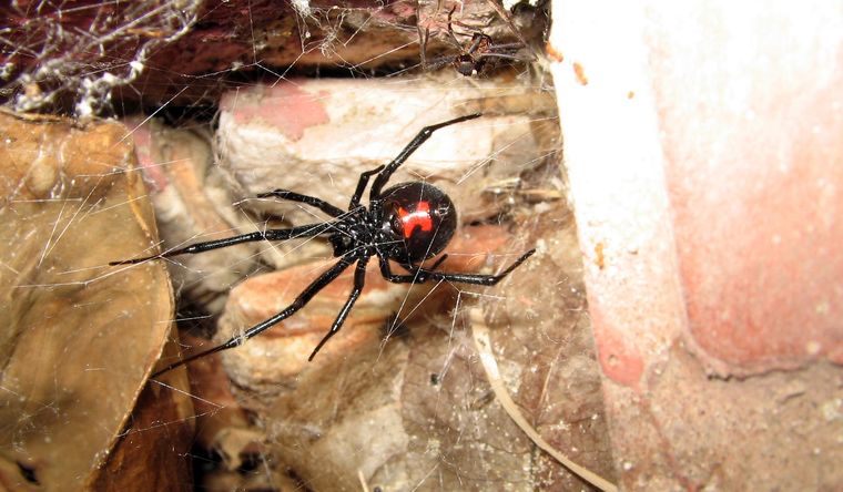 La viuda negra es objeto de un estudio sobre sus conductas de seducción. Foto Wikipedia La viuda negra es objeto de un estudio sobre sus conductas de seducción. Foto Wikipedia