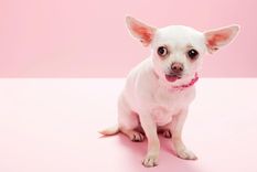 Nuestras mascotas están lejos de parecer un lobo feroz, pero evidentemente hay una relación.