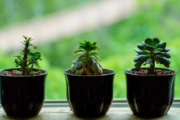 Es muy fácil mantener tus plantas si le das la cantidad de agua y espacio que necesitan. Foto: Pixabay - pixabay.com