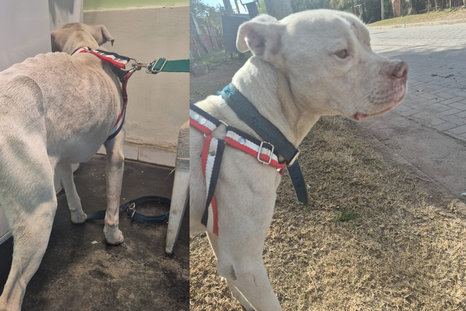 El dogo rescatado de la casa de Claudio Barrelier fue bautizado como Agosto. El dogo rescatado de la casa de Claudio Barrelier fue bautizado como Agosto.