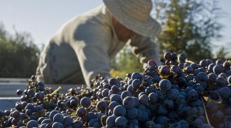Cada 24 de noviembre se celebra el Día del Vino Argentino Bebida Nacional.&nbsp;