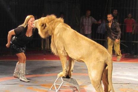 Impactante video: León atacó a su domadora en pleno show