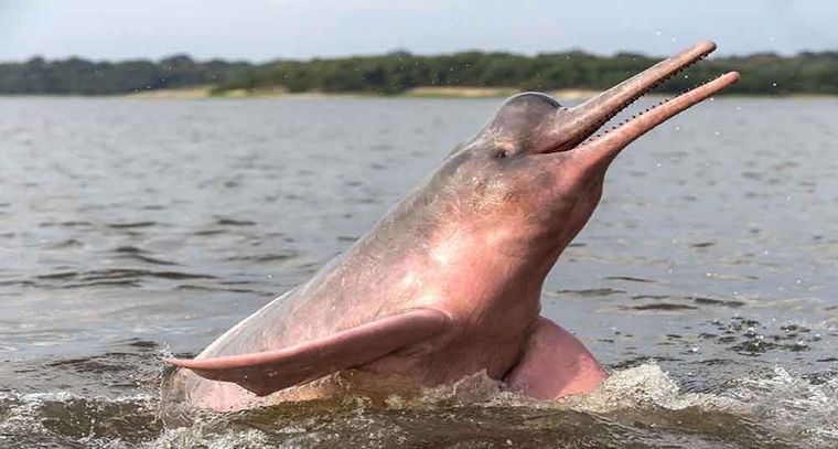 El delfín rosado del Amazonas podría desaparecer en 50 años Foto: National Geographic