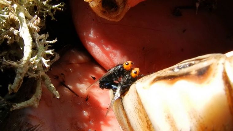 Dos moscas quebrantahuesos. Foto: Youtube.