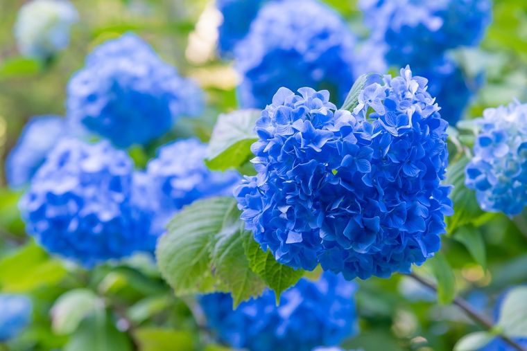 PLANTAS CON FLOR AZUL Foto: SHUTTERSTOCK