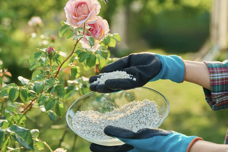 Adiós a los hongos del rosal con este fungicida casero. Foto: Shutterstock Adiós a los hongos del rosal con este fungicida casero. Foto: Shutterstock