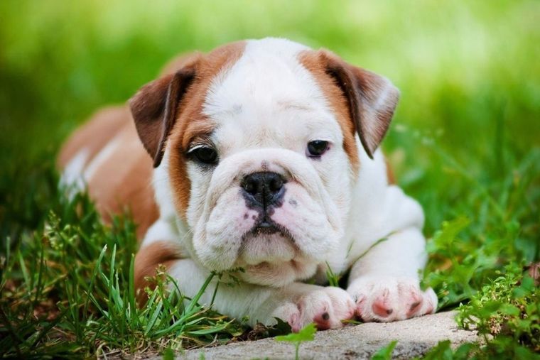 Bulldog Inglés es uno de los perros que encabezan esta lista Foto: Instagram American Kennel Club
