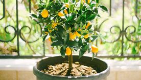 Con este truco casero podrás acelerar el crecimiento del limonero. Con este truco casero podrás acelerar el crecimiento del limonero.