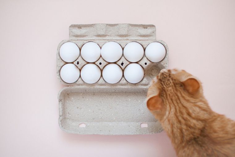 El huevo cocido, un alimento casero que puede beneficiar la salud de tu gato si se ofrece correctamente. Foto: Shutterstock El huevo cocido, un alimento casero que puede beneficiar la salud de tu gato si se ofrece correctamente. Foto: Shutterstock