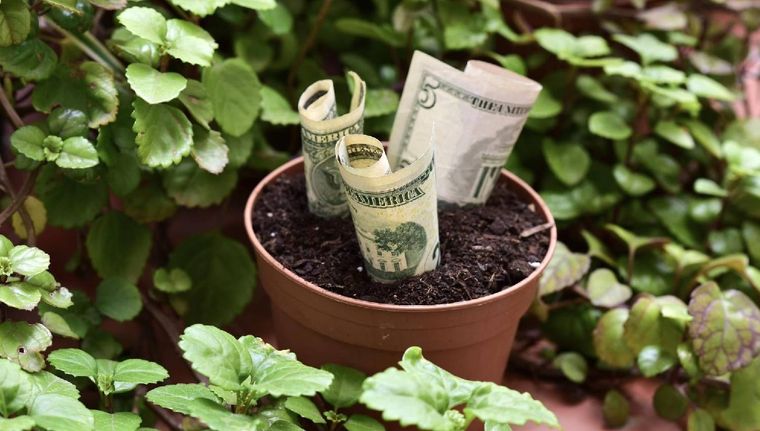 Las plantas que atraerán buena fortuna en junio (Shutterstock).