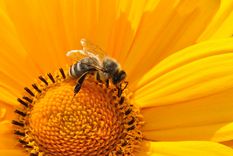 atrae a las abejas a tu jardin y obtendras grandes beneficios