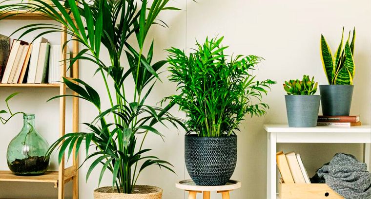 Plantas de interior purificadoras. Créditos: elblogdelatabla.com