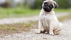Elegir la raza adecuada es clave para que un perro viva feliz en un departamento pequeño. Foto: Archivo Elegir la raza adecuada es clave para que un perro viva feliz en un departamento pequeño. Foto: Archivo