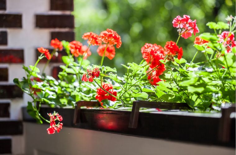 Los geranios resisten muy bien en verano. Foto: Shutterstock Los geranios resisten muy bien en verano. Foto: Shutterstock