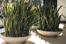 La Sansevieria es una planta muy popular y se puede cultivar en jardines o interiores Foto: Pinterest