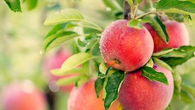 La poda de frutales en otoño debe adaptarse a la especie, el clima y el estado de los árboles. La poda de frutales en otoño debe adaptarse a la especie, el clima y el estado de los árboles.
