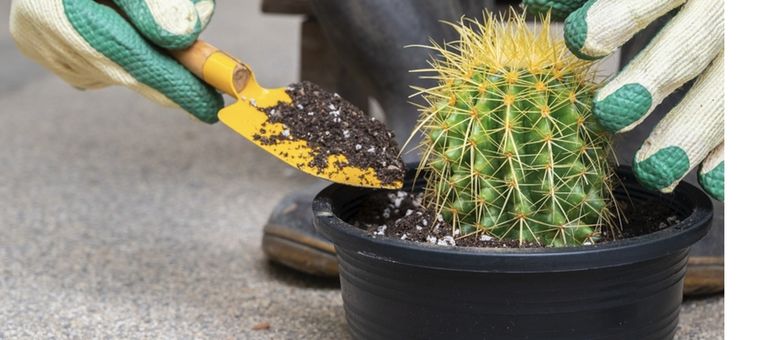 Es muy común que nuestros cactus sean atacados por diferentes clases de hongos Foto: Shutterstock