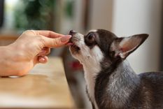 Tus mascotas nunca deberían probar estos alimentos. Foto: Archivo
