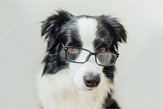 Este perro se consideró el más inteligente por muchos años Foto: Freepik