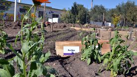 Armá tu propia huerta en Mendoza y recibí semillas gratis: cómo conseguirlas