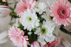 Jardín Consejos para cultivar crisantemos Foto: Pexels