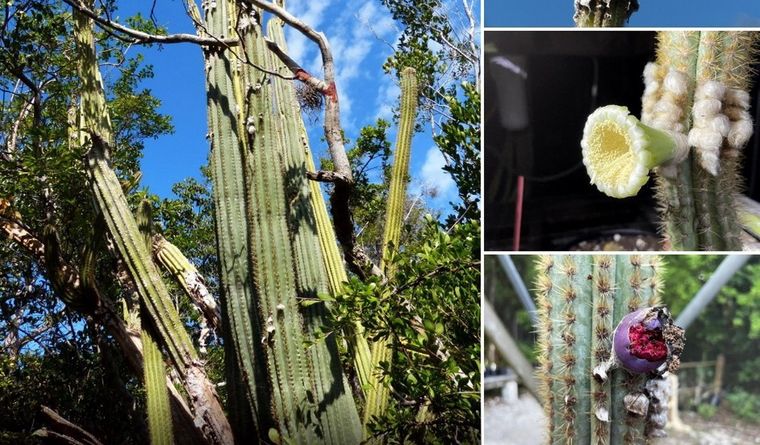 Aspecto general y detalle del cactus de Cayo Largo desaparecido en EEUU por la subida del mar. Foto: Dpa.