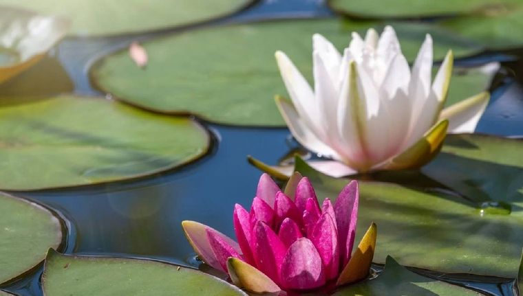 Las plantas acuáticas que podemos tener en el jardín (Shutterstock).