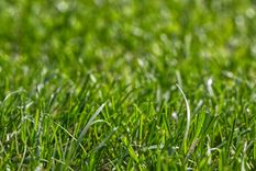cesped impecable: mejora tu jardin en simples pasos