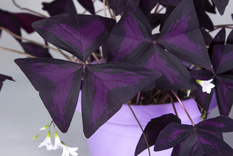 Esta es la increíble planta que querrás tener en tu hogar: el trébol morado. Foto: Pixabay - pixabay.com