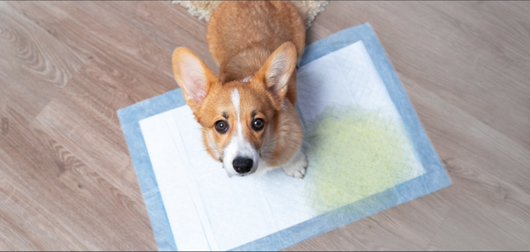 Evita los malos olores en tu hogar con este sencillo truco Foto: Shutterstock