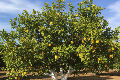 MDZol | limonero arbol