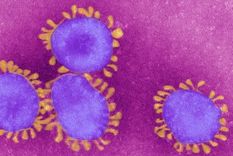 El SARS-CoV-2 ha sido catalogado como un virus con potencial endémico por la OMS.