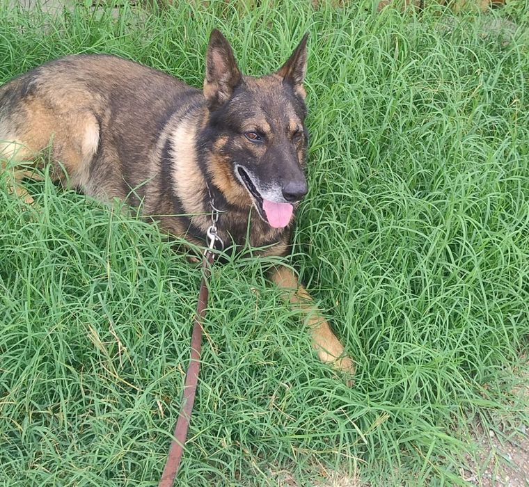 El perro Sky, protagonista del esclarecimiento de un robo en Godoy Cruz. El perro Sky, protagonista del esclarecimiento de un robo en Godoy Cruz.