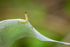 Sueños Conoce el significado de soñar con gusanos Foto: Shutterstock