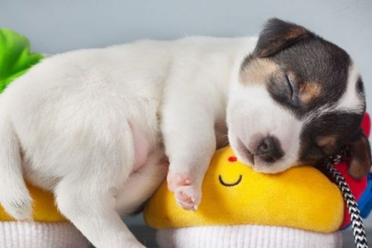 perro Foto: RedCanina.es