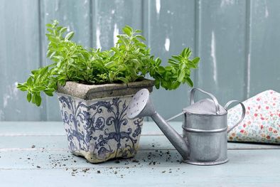 MDZol | Rota la maceta de vez en cuando para que toda la planta reciba luz. Foto: Archivo