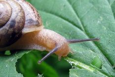 como alejar los caracoles del jardin