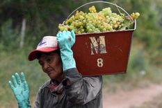 Las voces de obreras de la vid, enólogas y productoras de vino. Foto: ALF PONCE MERCADO / MDZ Las voces de obreras de la vid, enólogas y productoras de vino. Foto: ALF PONCE MERCADO / MDZ