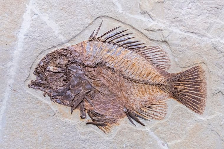 El Miaojiaaspis dichotomus data de hace 436 millones de años. Imagen ilustrativa. Foto: Shutterstock